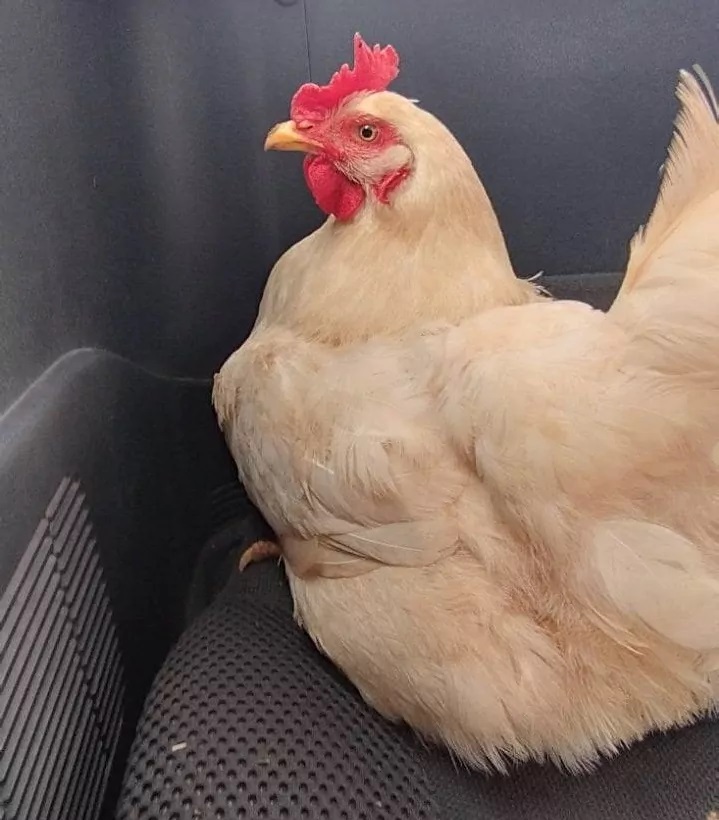 Κότα κουκουβάγια 