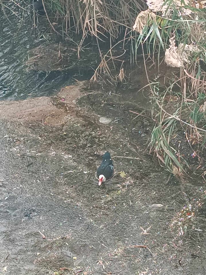 Λινοπεράματα πάπια