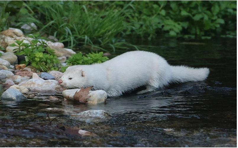 φωτογραφία ΜΑΡΚΟΣ ΧΟΥΖΟΥΡΗΣ / EUROKINISSI