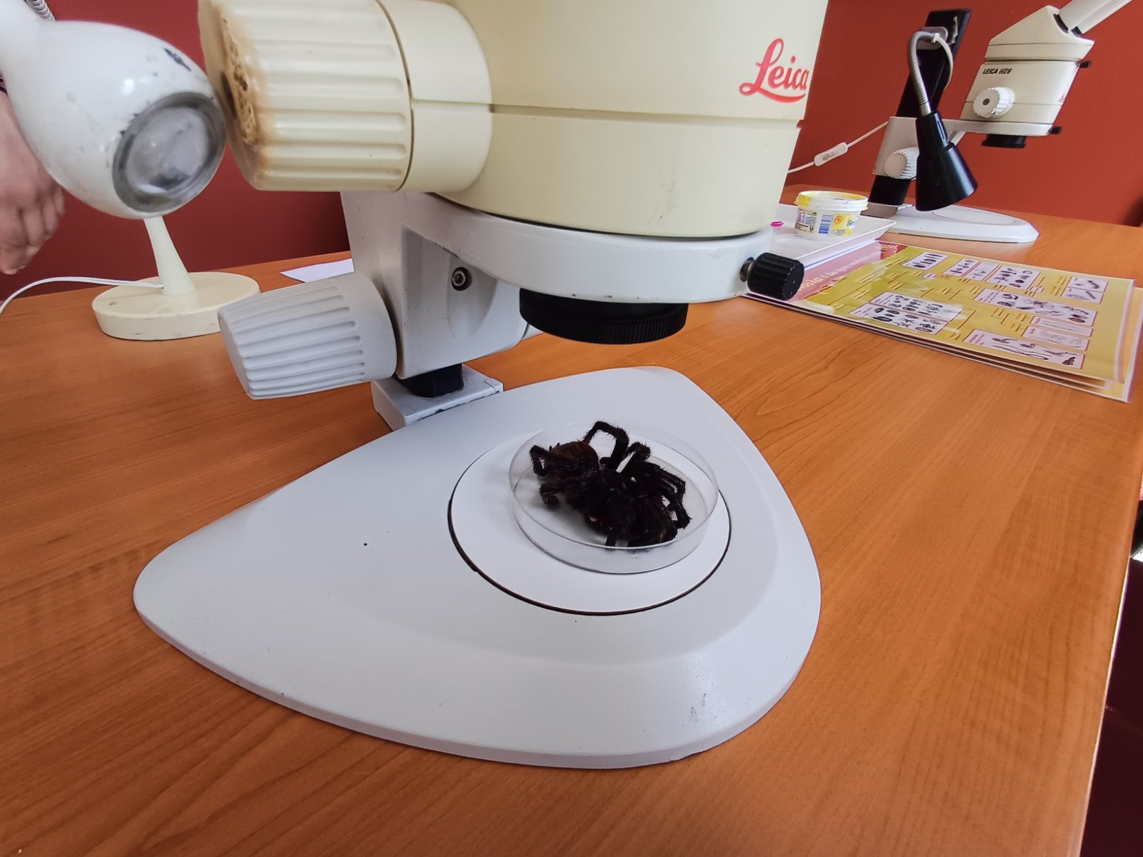 Μουσείο Φυσικής Ιστορίας