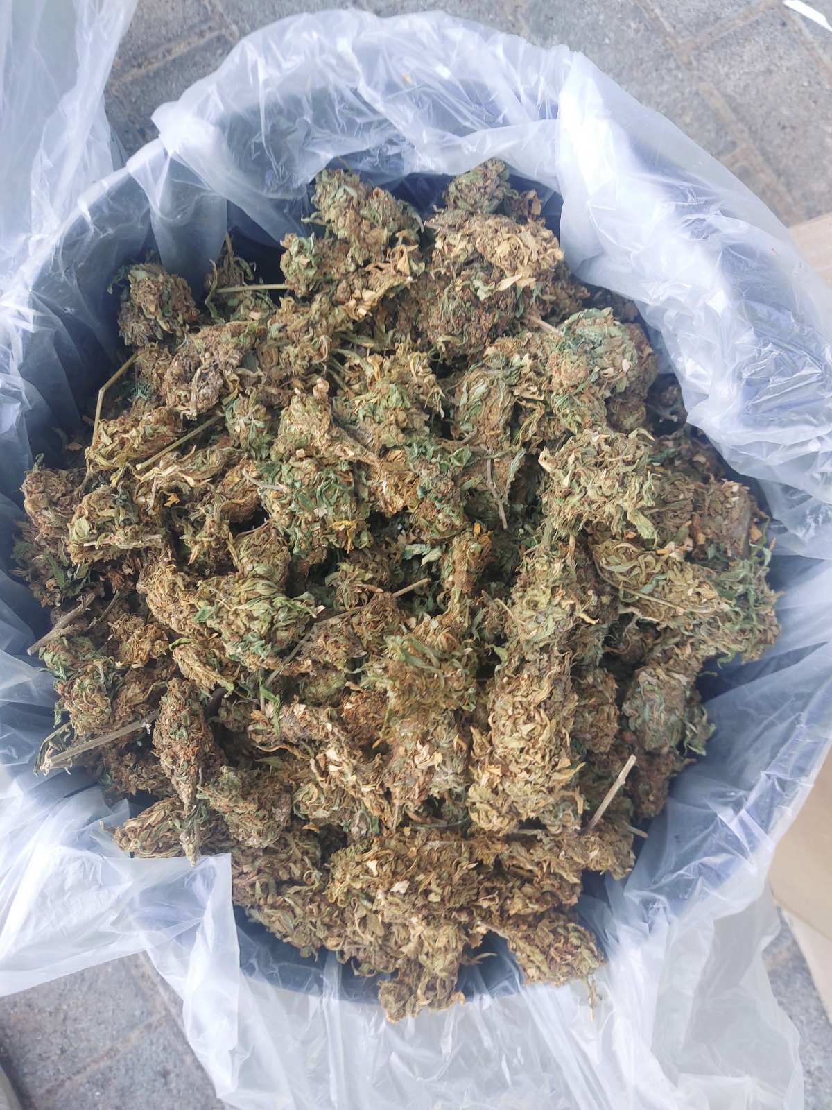 Κάνναβη Κίσσαμος