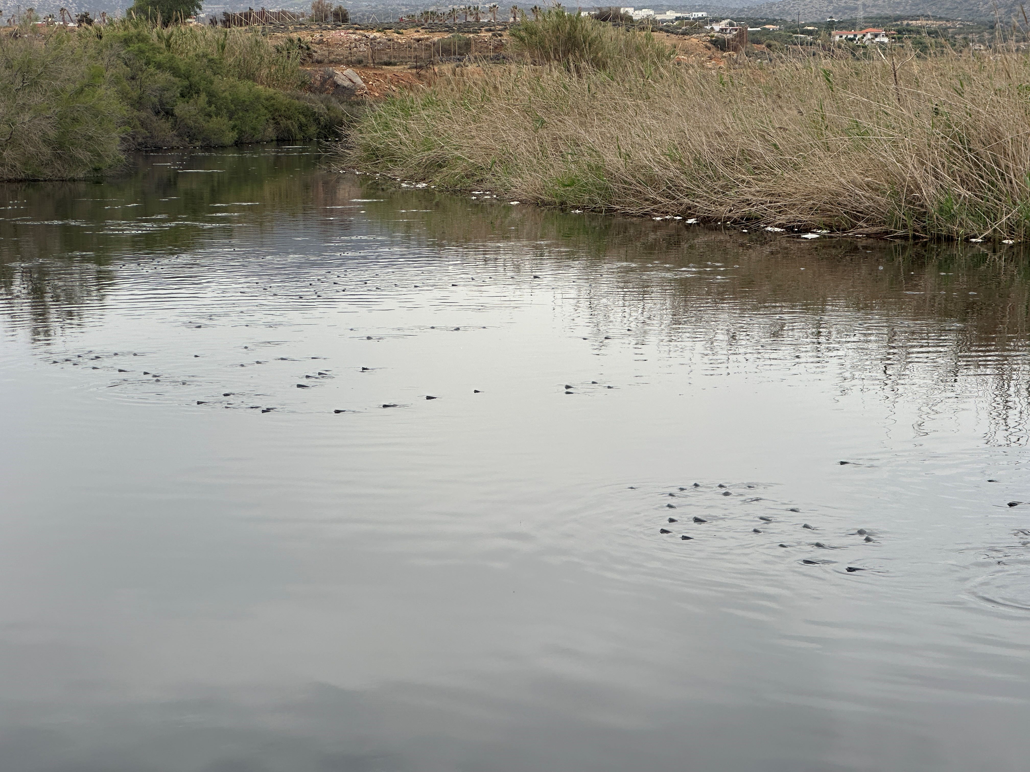 Κεφαλόπουλα στις εκβολές του Αποσελέμη που βγάζουν τα κεφάλια τους έξω από το νερό στην προσπάθειά τους να αναπνεύσουν
