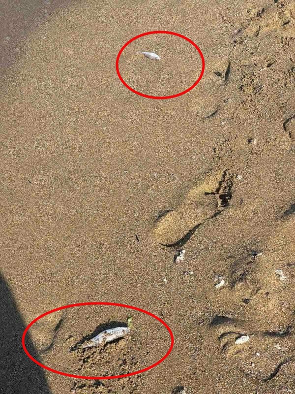 νεκρά ψάρια 2