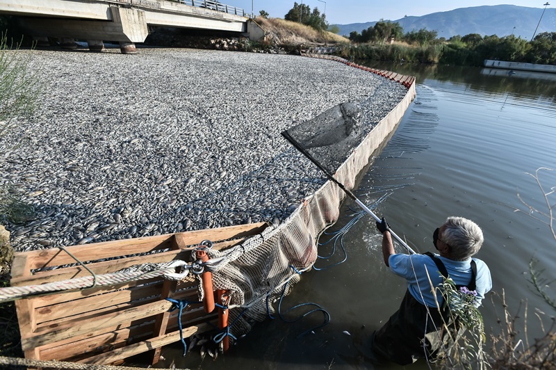 Νέες, συγκλονιστικές εικόνες από τα νεκρά ψάρια στον Βόλο