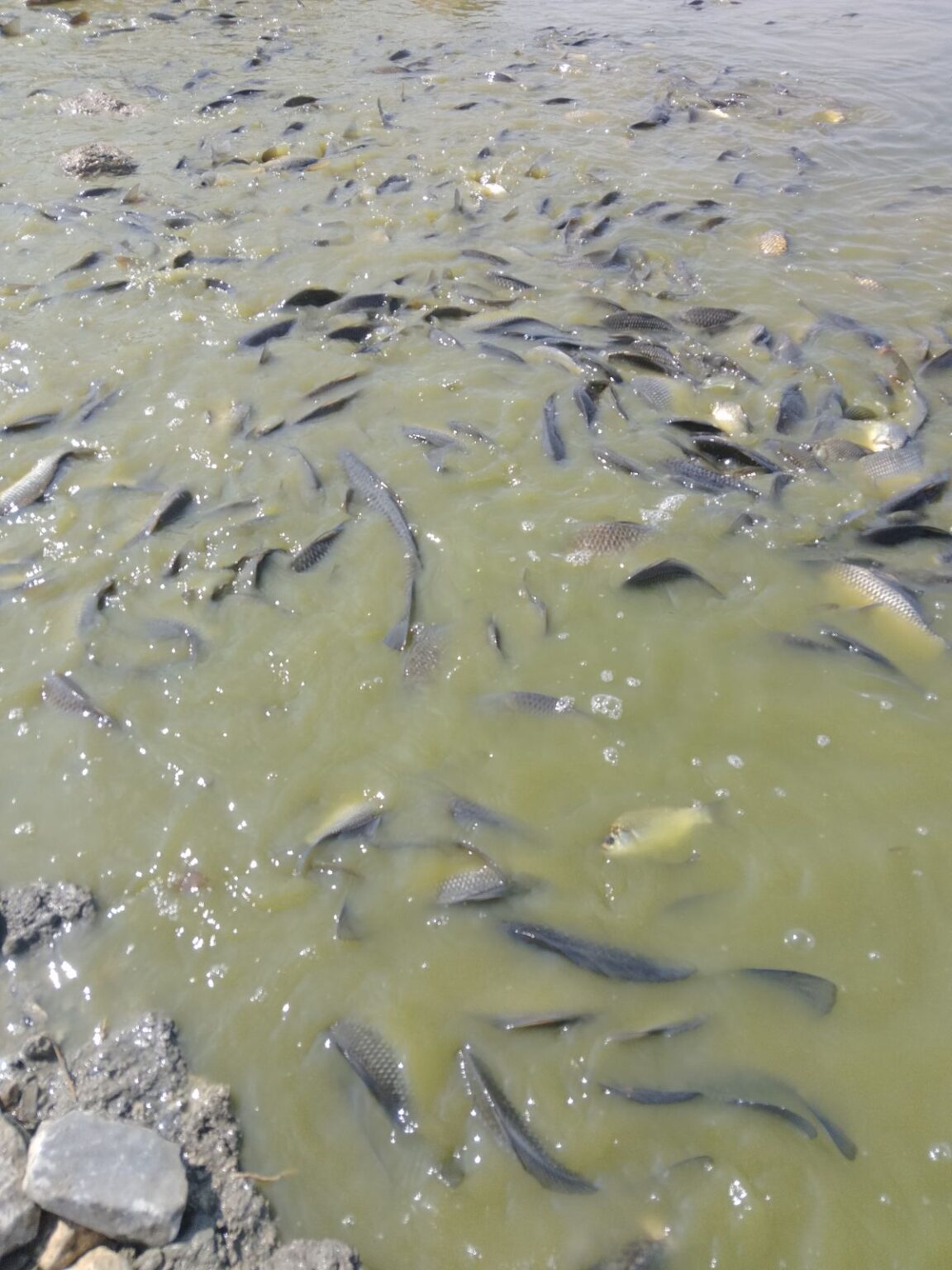 νεκρά ψάρια