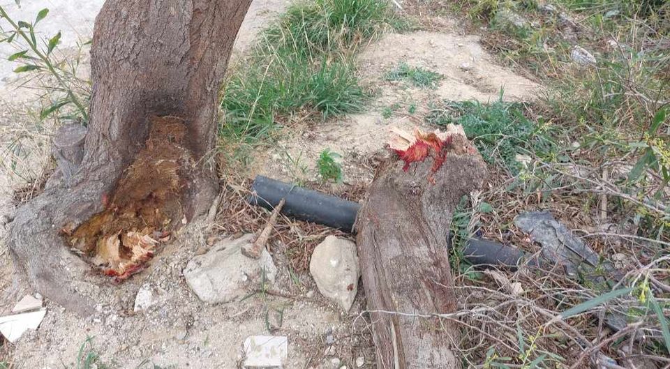 Μασταμπάς δέντρο