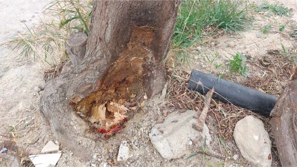 Μασταμπάς δέντρο