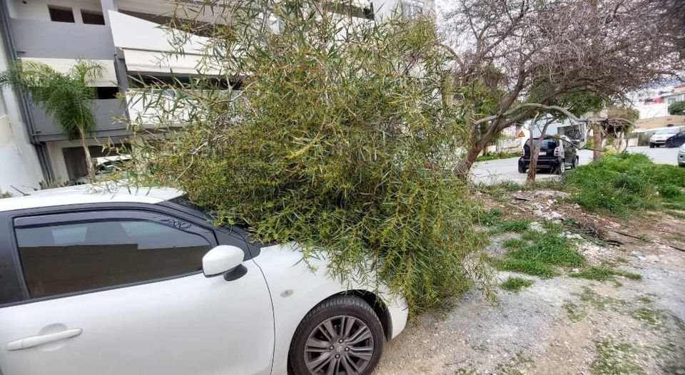 Μασταμπάς δέντρο
