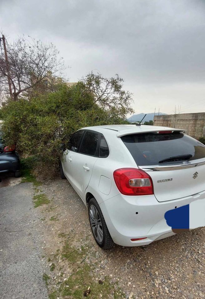 Μασταμπάς δέντρο