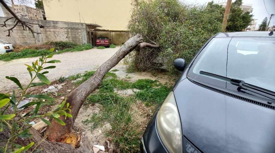 Μασταμπάς δέντρο