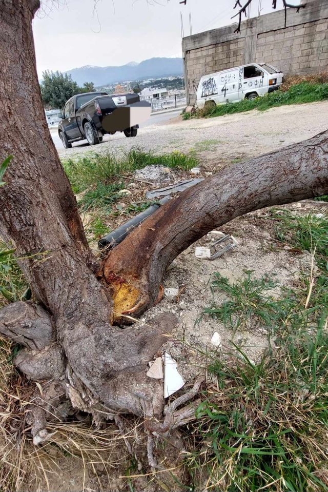 Μασταμπάς δέντρο