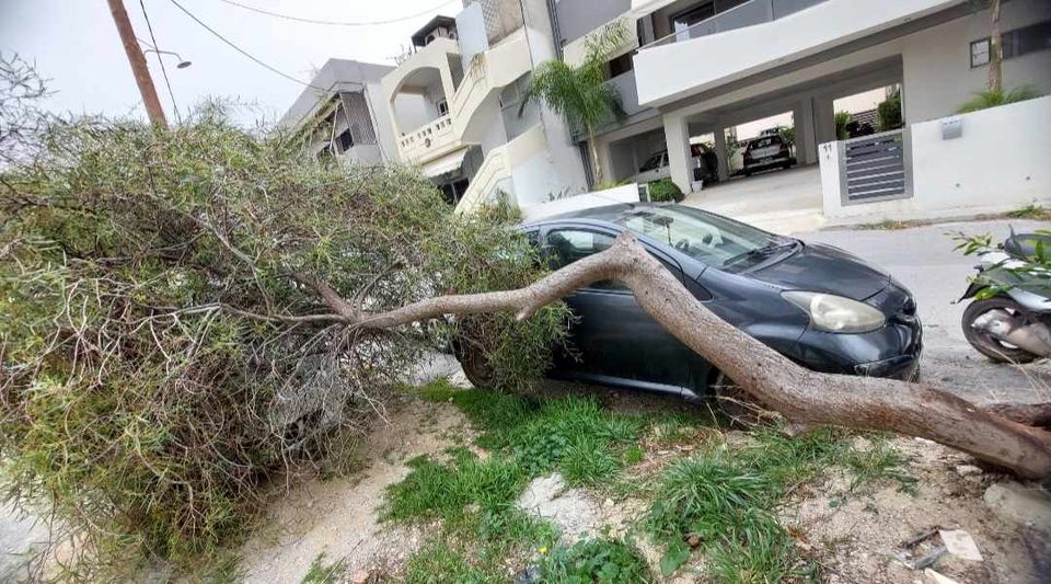 Μασταμπάς δέντρο