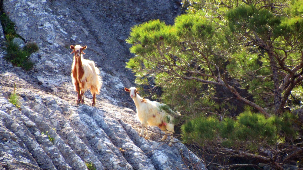 Ορειβατικός Σύλλογος Αγίου Νικολάου
