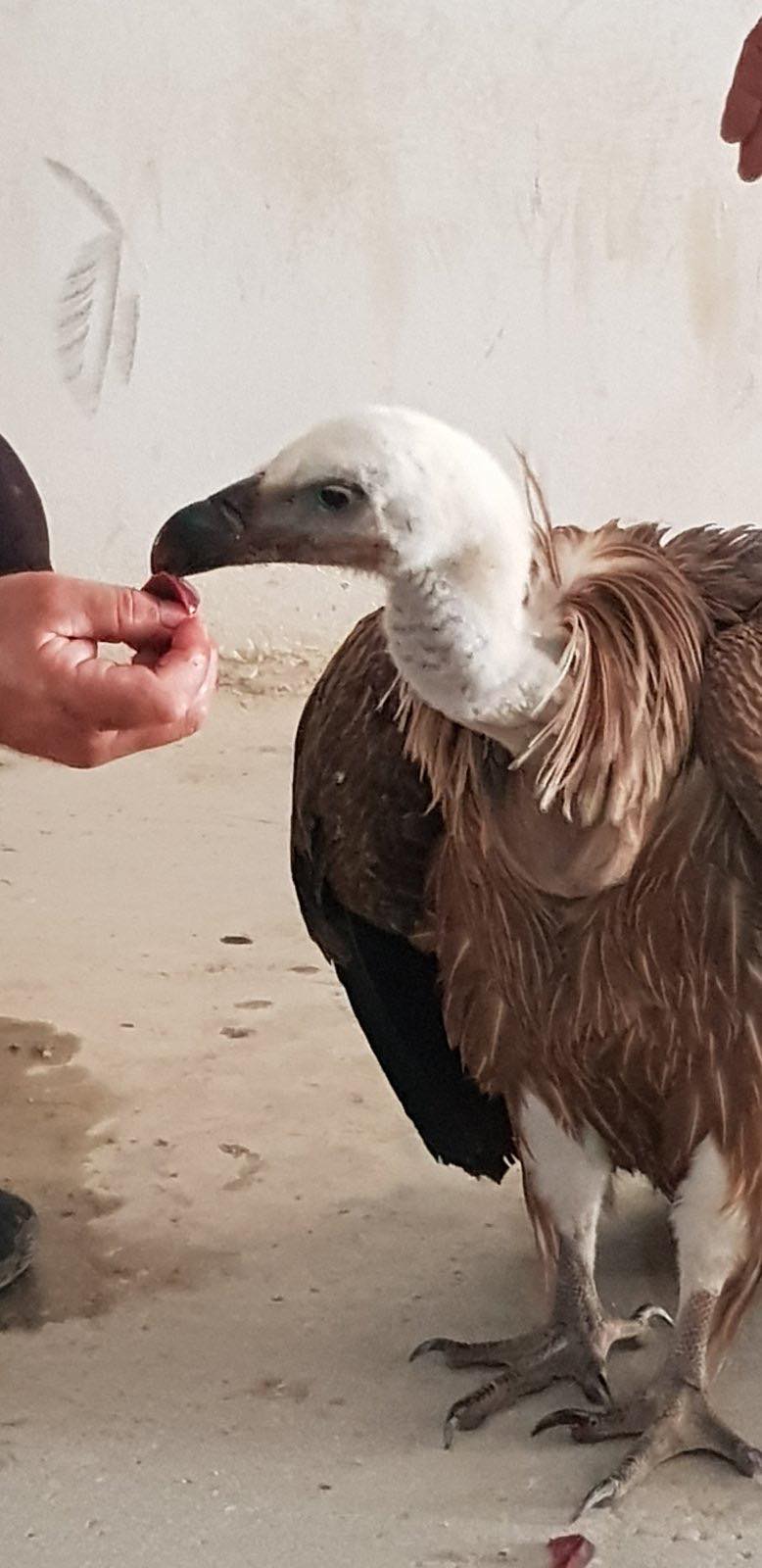 Ορνιο Μαλεβίζι