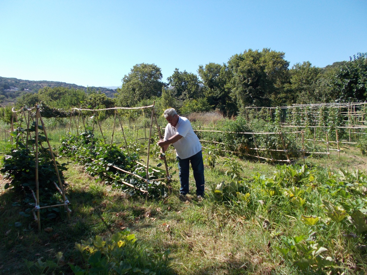 Στο περιβόλι του στο «Λιβάδι» του Σπηλίου περιποιείται τα κηπευτικά που έχει φυτέψει, ντομάτες, φασόλια κ.α