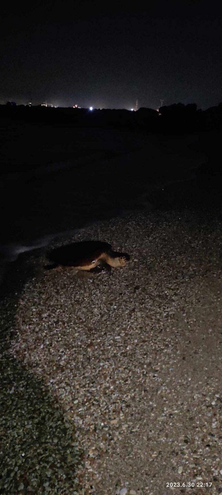 Καρέτα καρέτα παραλία