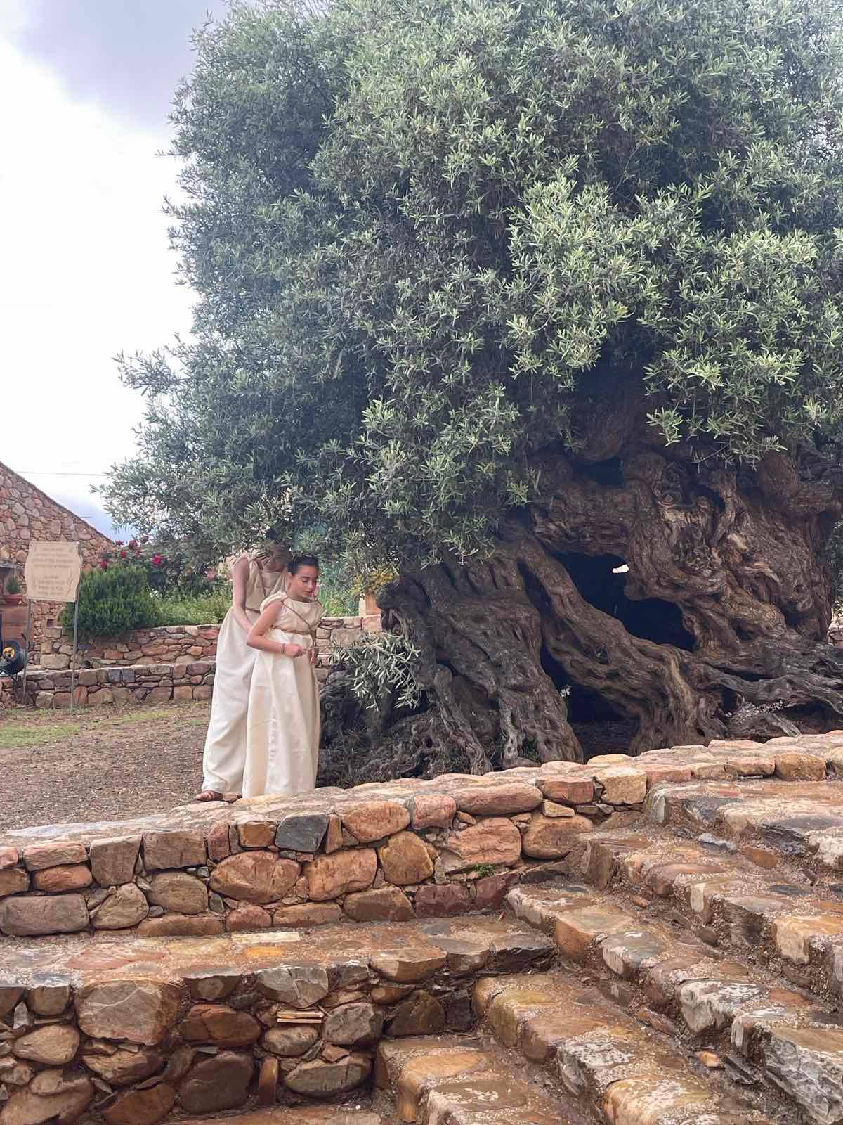 Πλατανιάς Κότινος