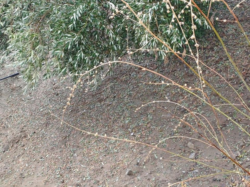 Πρεβελιανά χαλάζι