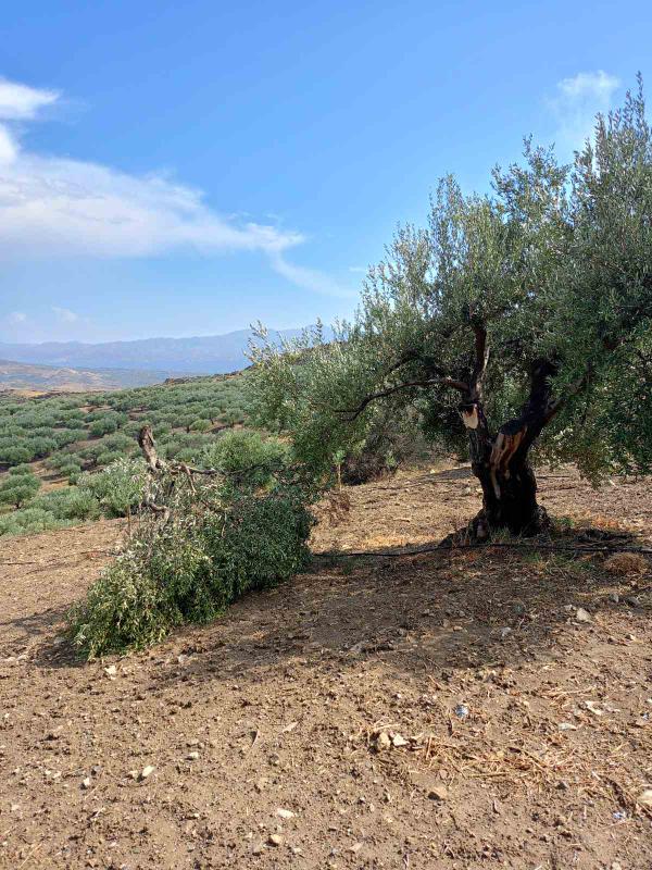 Πρεβελιανά χαλάζι