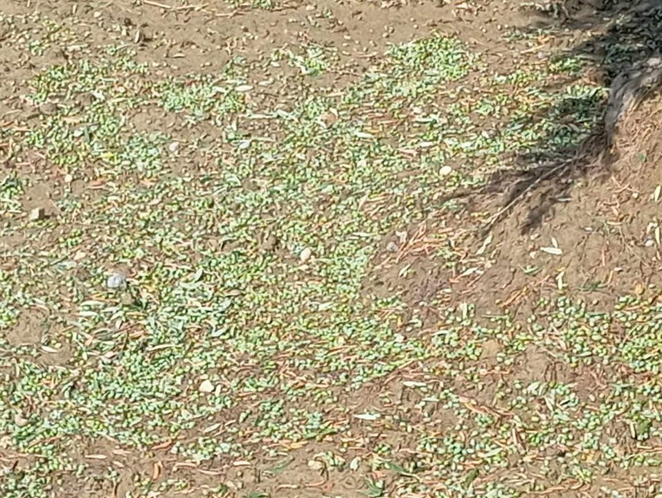 Πρεβελιανά χαλάζι