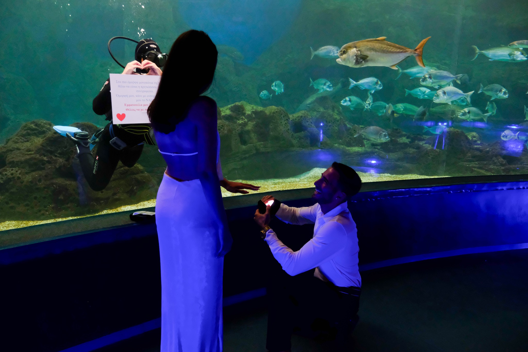 πρόταση γάμου ενυδρείο