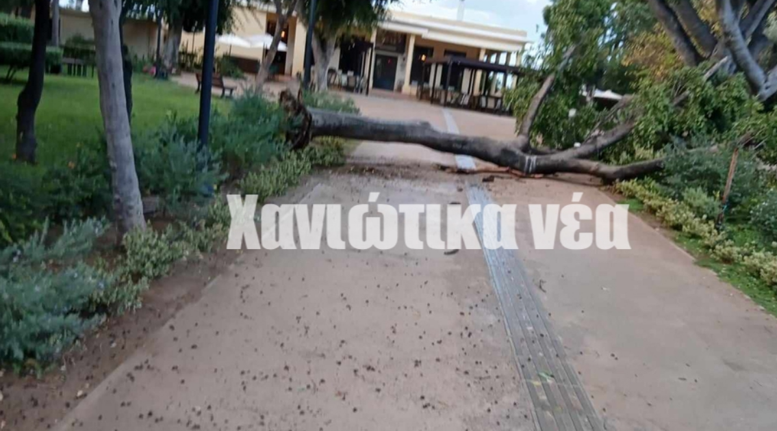 Χανιά: Πτώση μεγάλου δέντρου στο δημοτικό κήπο