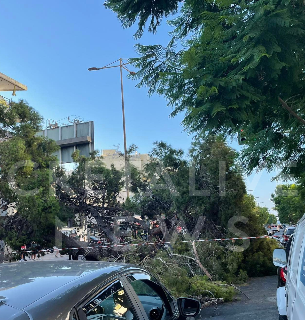 πτώση, δέντρο, νεκρός, άντρας