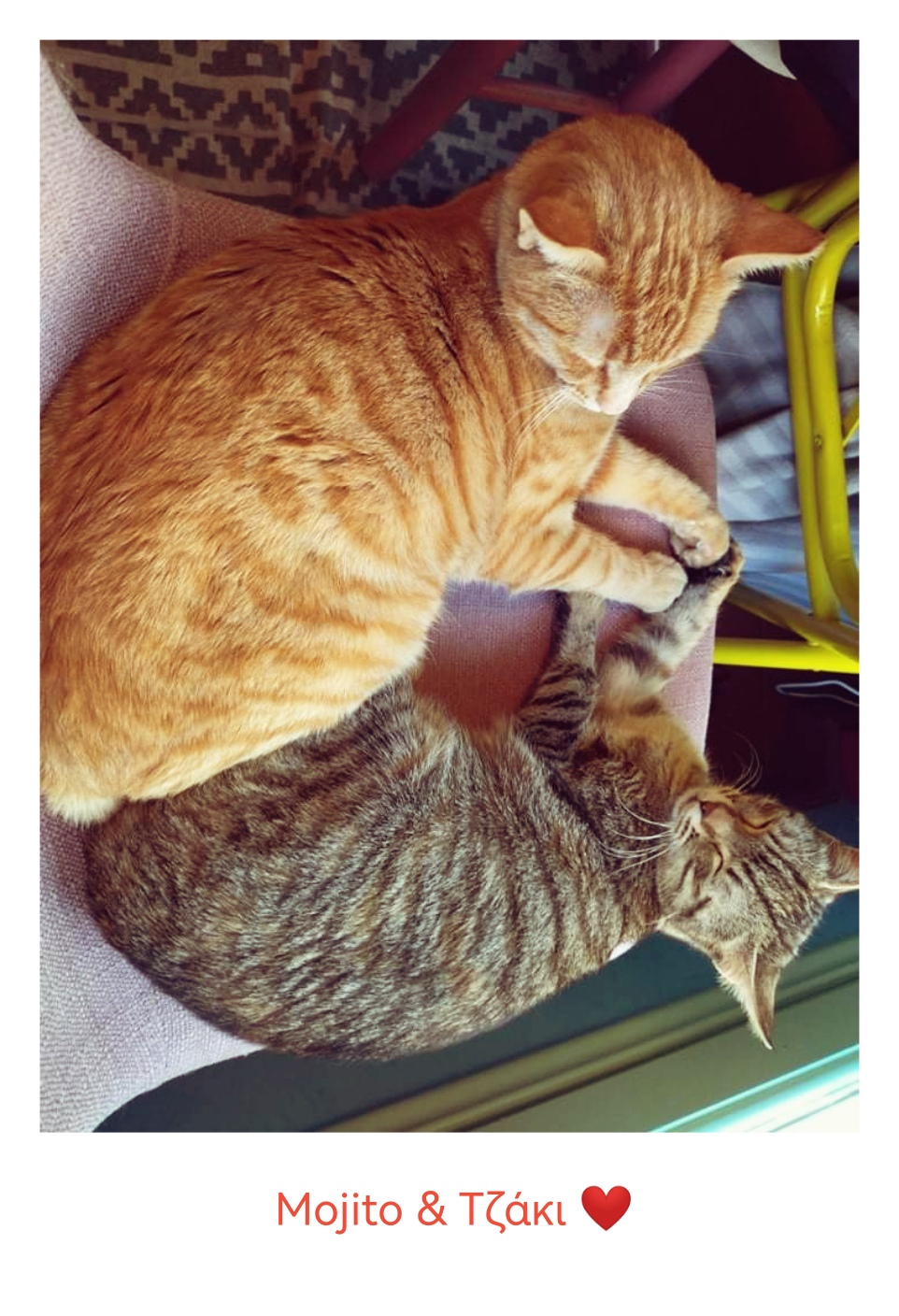 Γατόφιλο Καφέ Θεσσαλονίκη Γάτες Καφετέρια