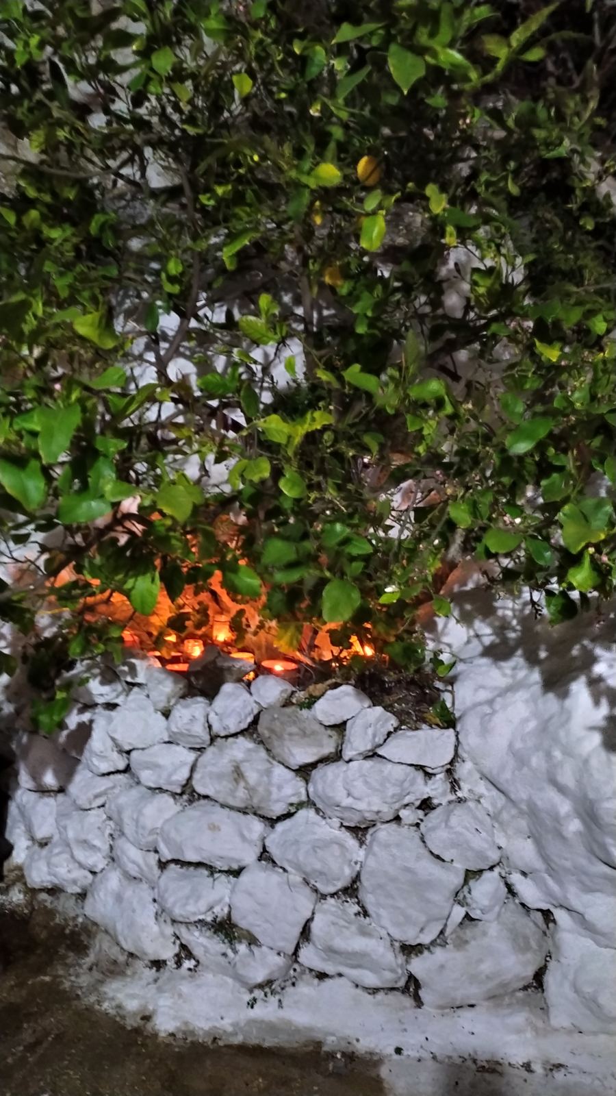 saligkaria agios vlasis