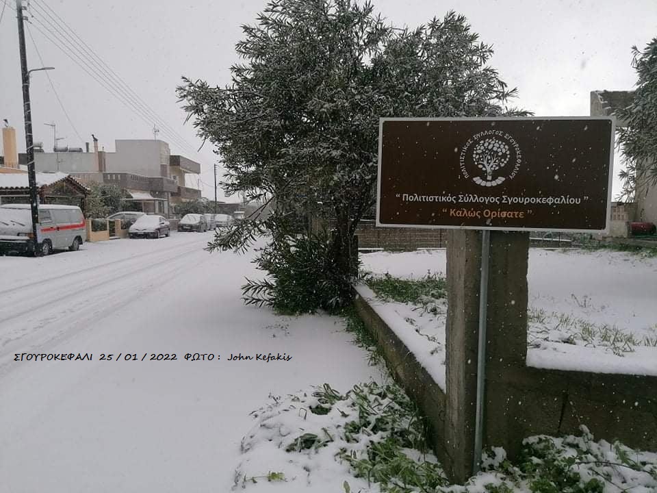 Σγουροκεφάλι χιόνια