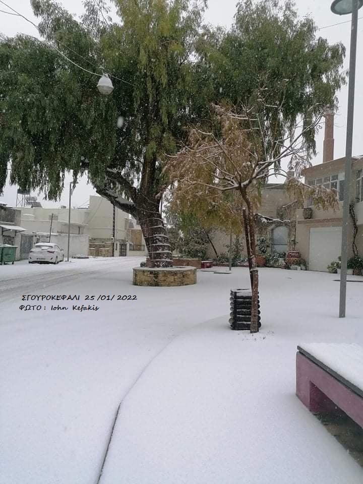 Σγουροκεφάλι χιόνια