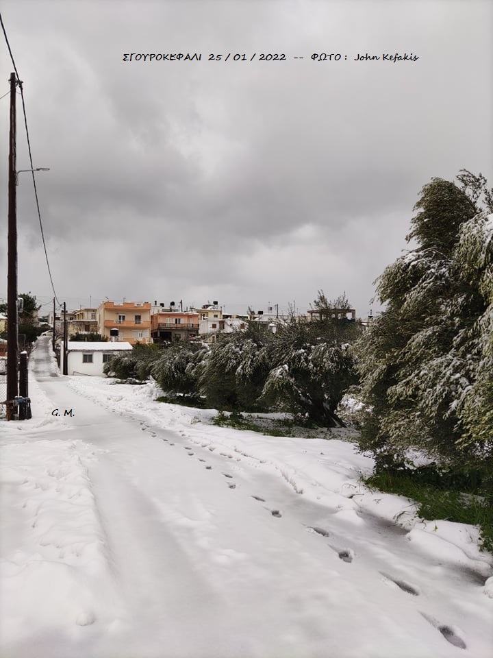 Σγουροκεφάλι χιόνια