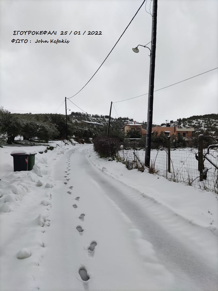 Σγουροκεφάλι χιόνια