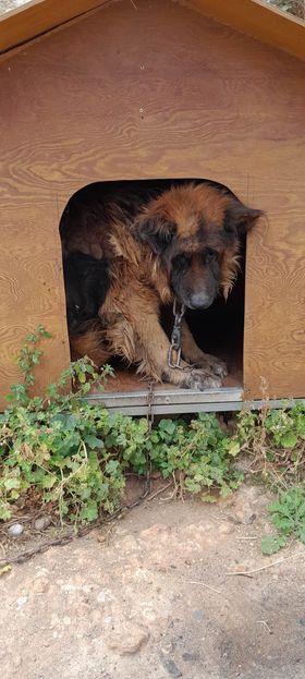 Σκυλί Καρτερός