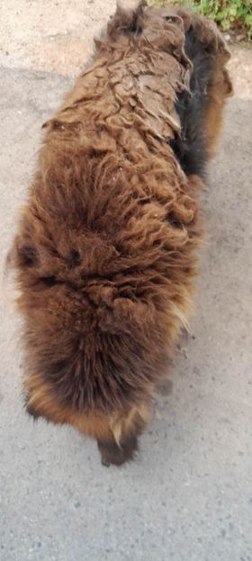 Σκυλί Καρτερός