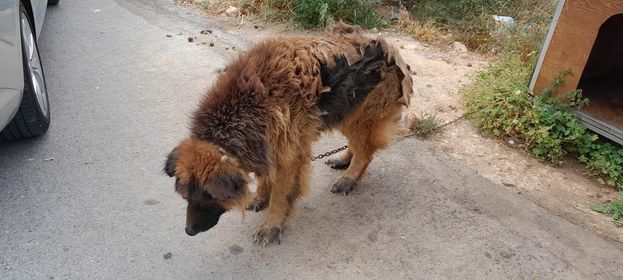 Σκυλί Καρτερός