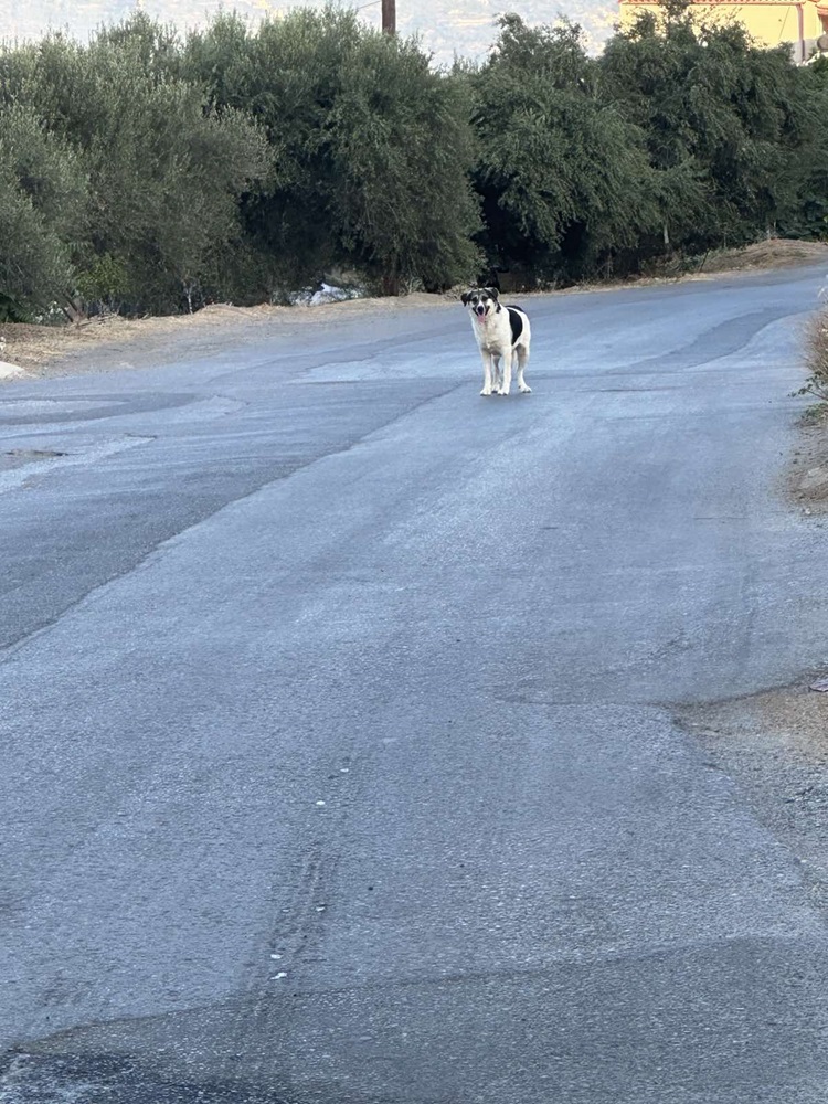 αδέσποτα σκυλιά