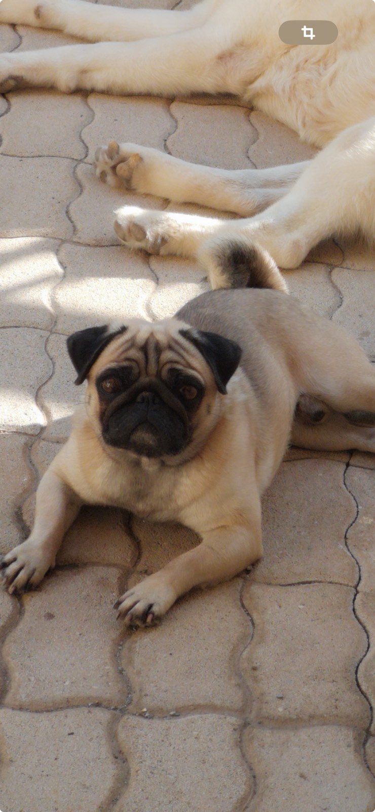 σκύλος Γούρνες