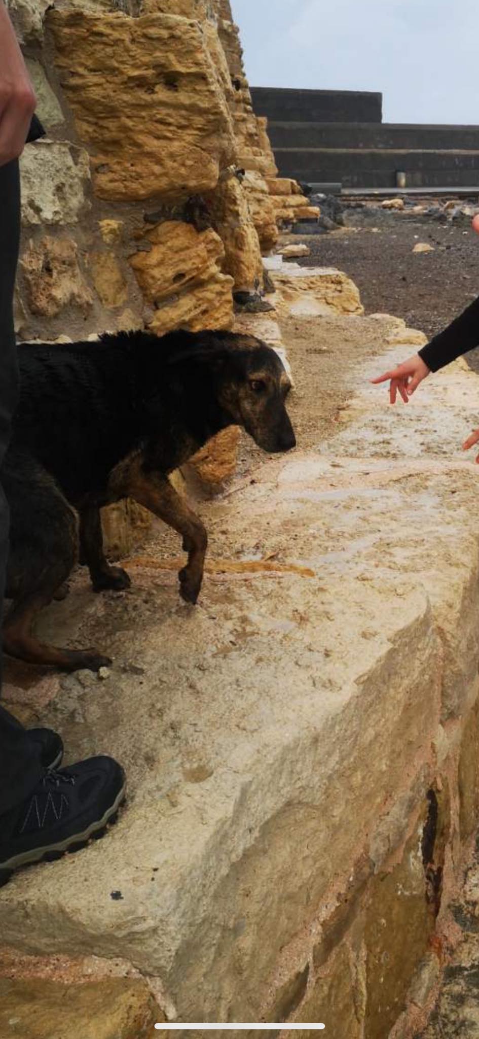 Σκύλος Κούλες Ηράκλειο Κάγκελα