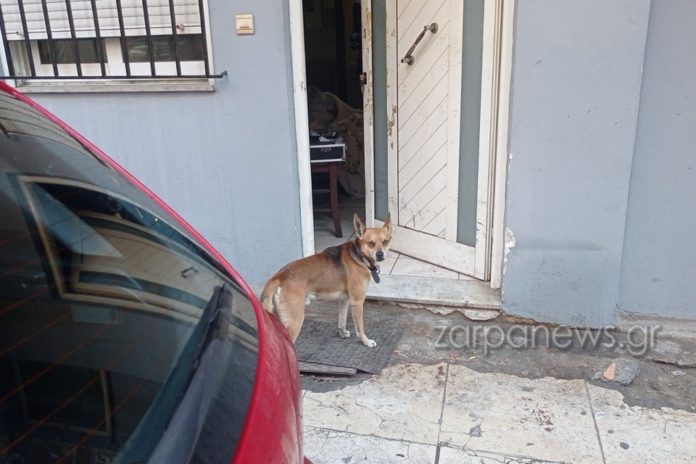 dolofonia xania skylos