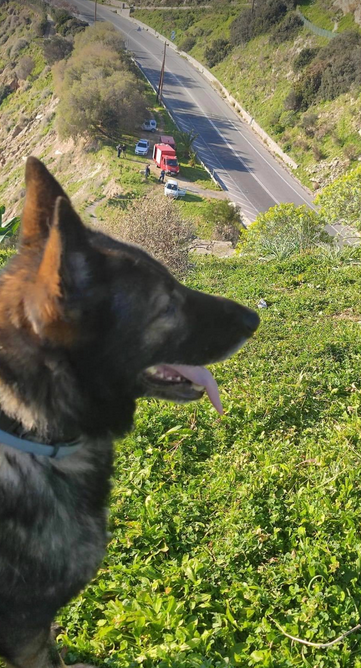 Σκύλος έρευνες