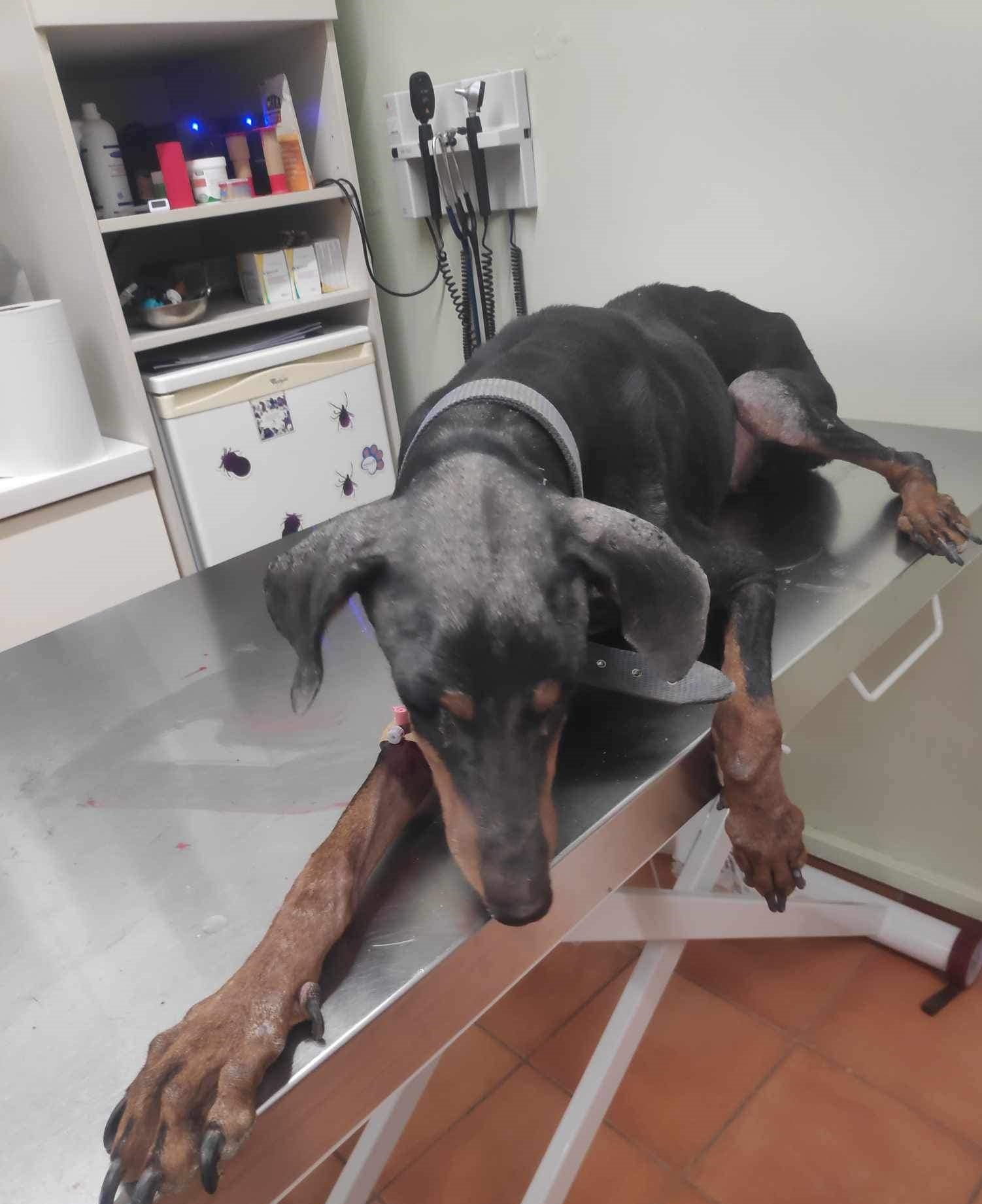 Ισμήνη σκυλι 