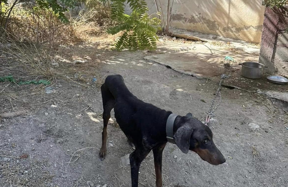 Ισμήνη σκυλι 