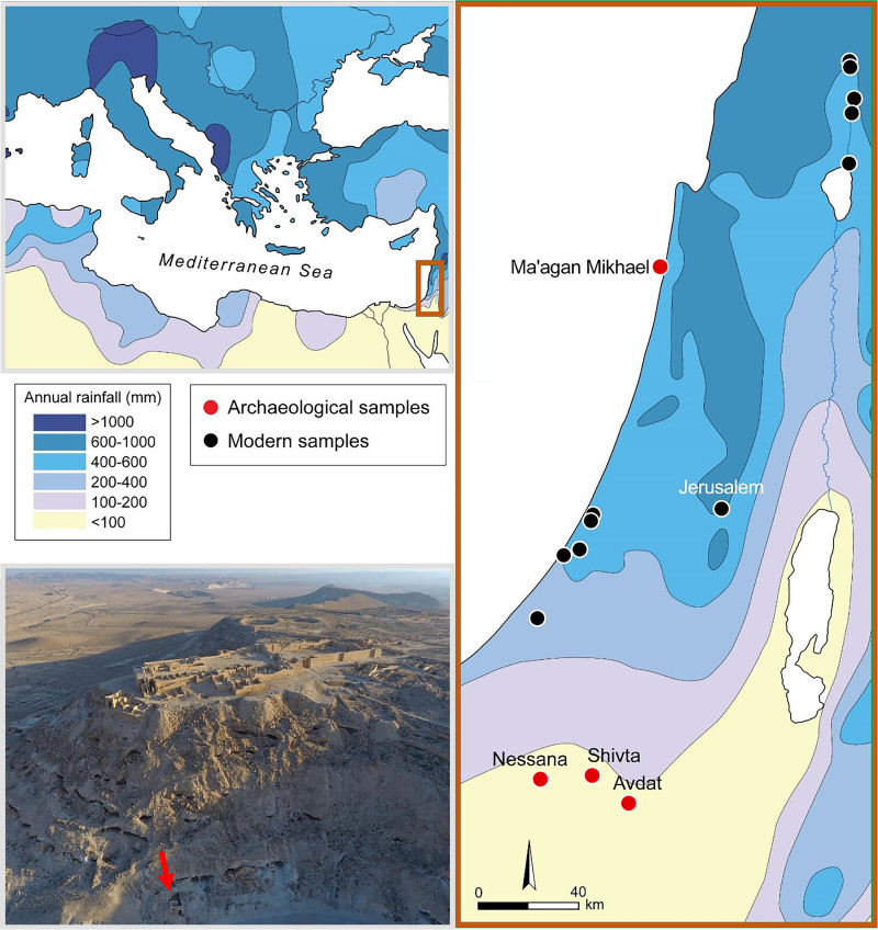 Σπόροι Σταφύλια Ισραήλ