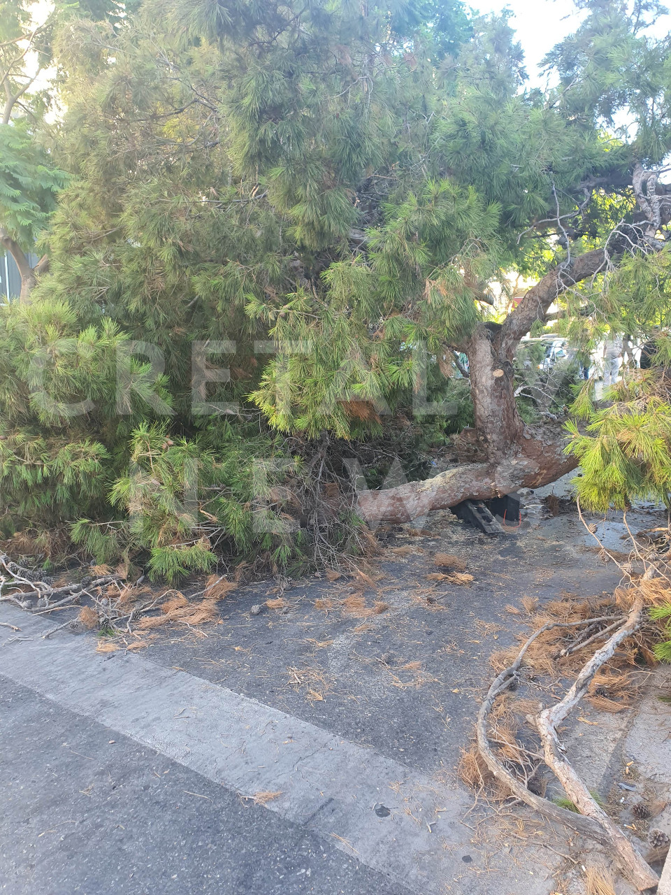 πτώση, δέντρο, νεκρός, άντρας