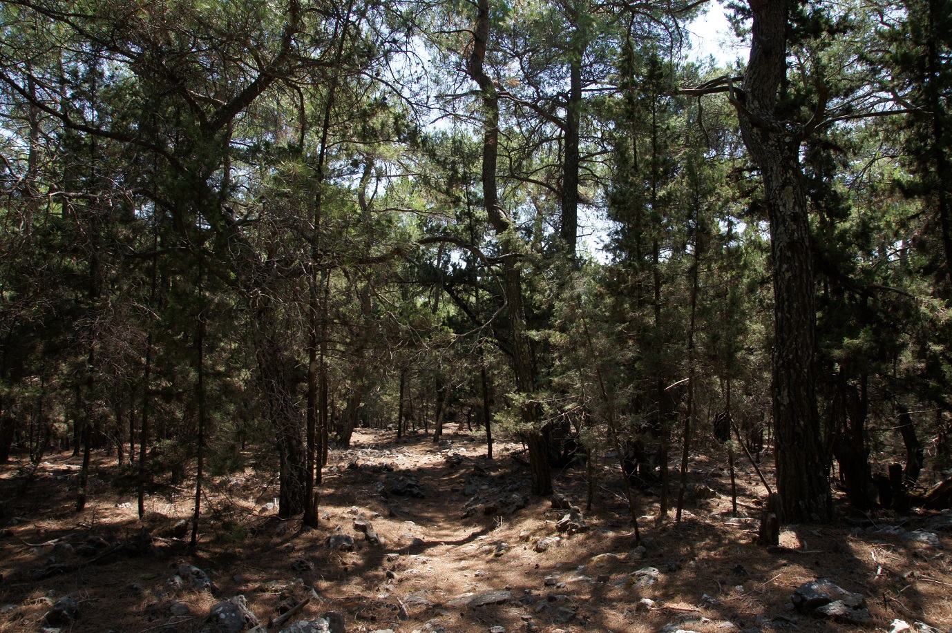 δρόμοι ζωής