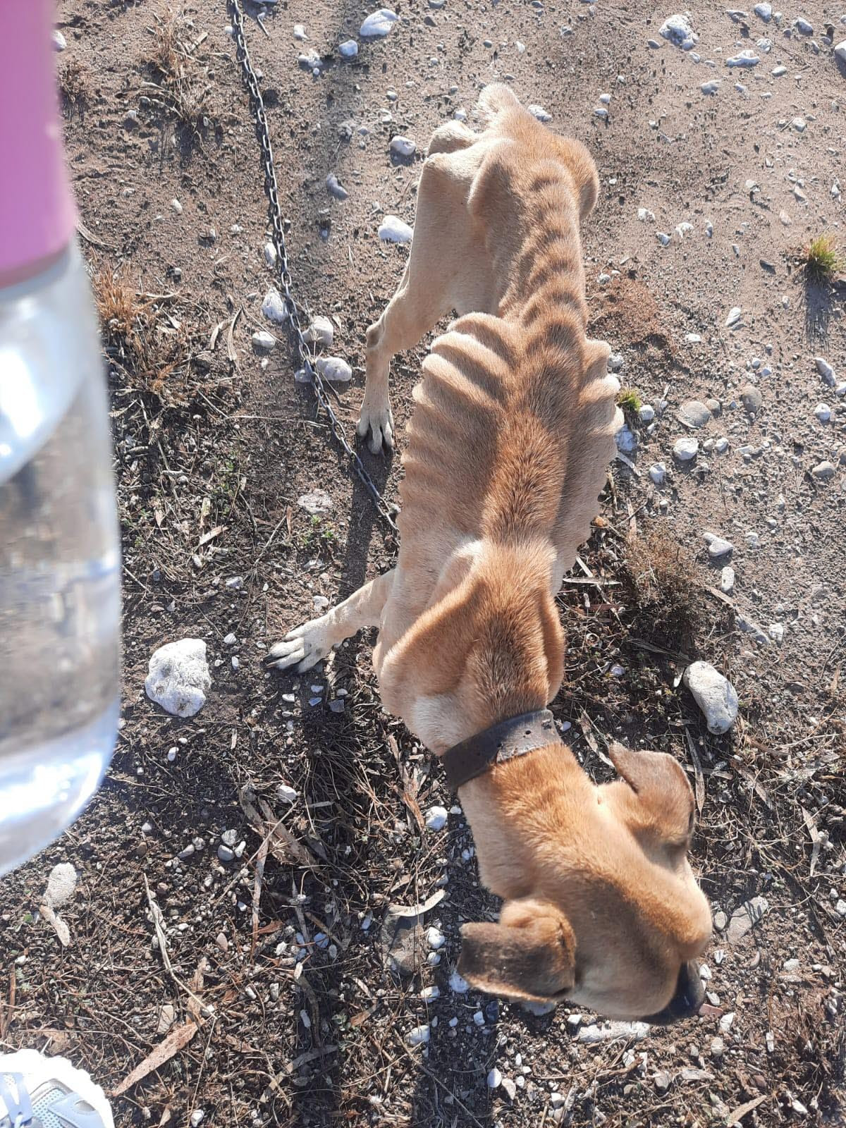 Ζαχάρω: Σοκάρουν οι εικόνες του σκελετωμένου boxer