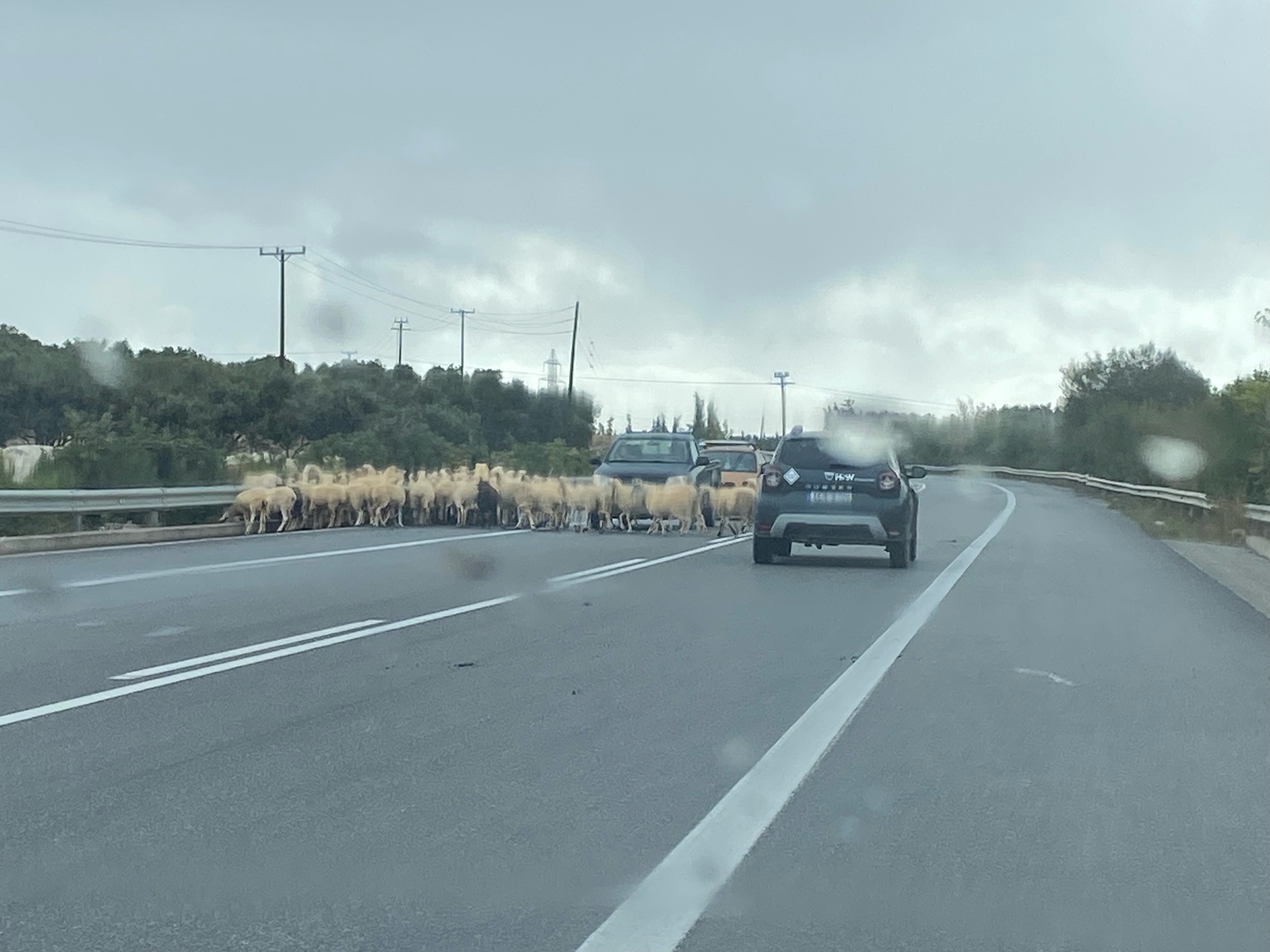 προβατα βροχή σκαλάνι