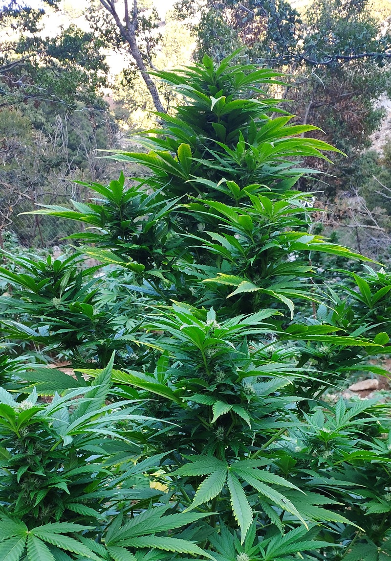 Νέες χασισοφυτείες εντοπίστηκαν στο Ρέθυμνο - Αναζητούνται οι καλλιεργητές 