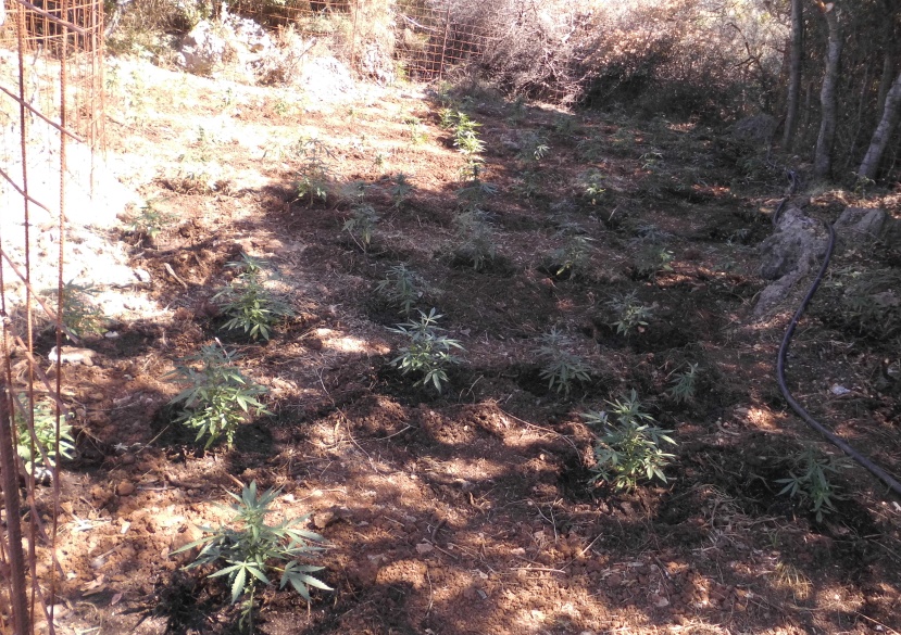 Η αστυνομική επιχείρηση αποκάλυψε μίνι χασισοφυτεία - Δύο συλλήψεις